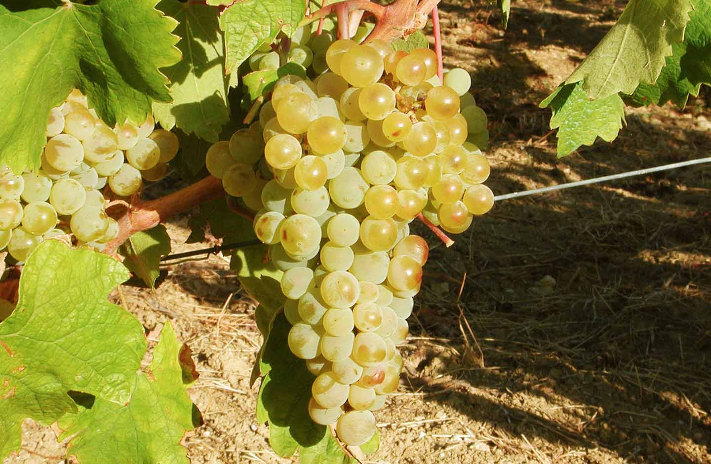Vigneti Massa