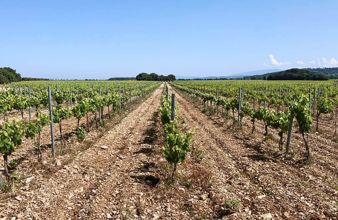 Filari di vigneti della Côtes du Rhône Villages sotto il sole estivo