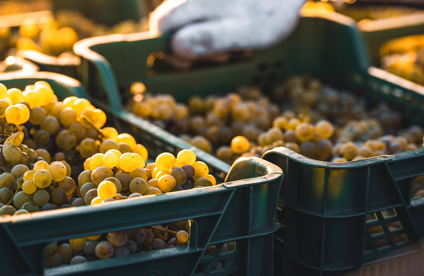 Cassette di uva bianca appena raccolta, pronte per la vinificazione e offerte speciali su vini selezionati.