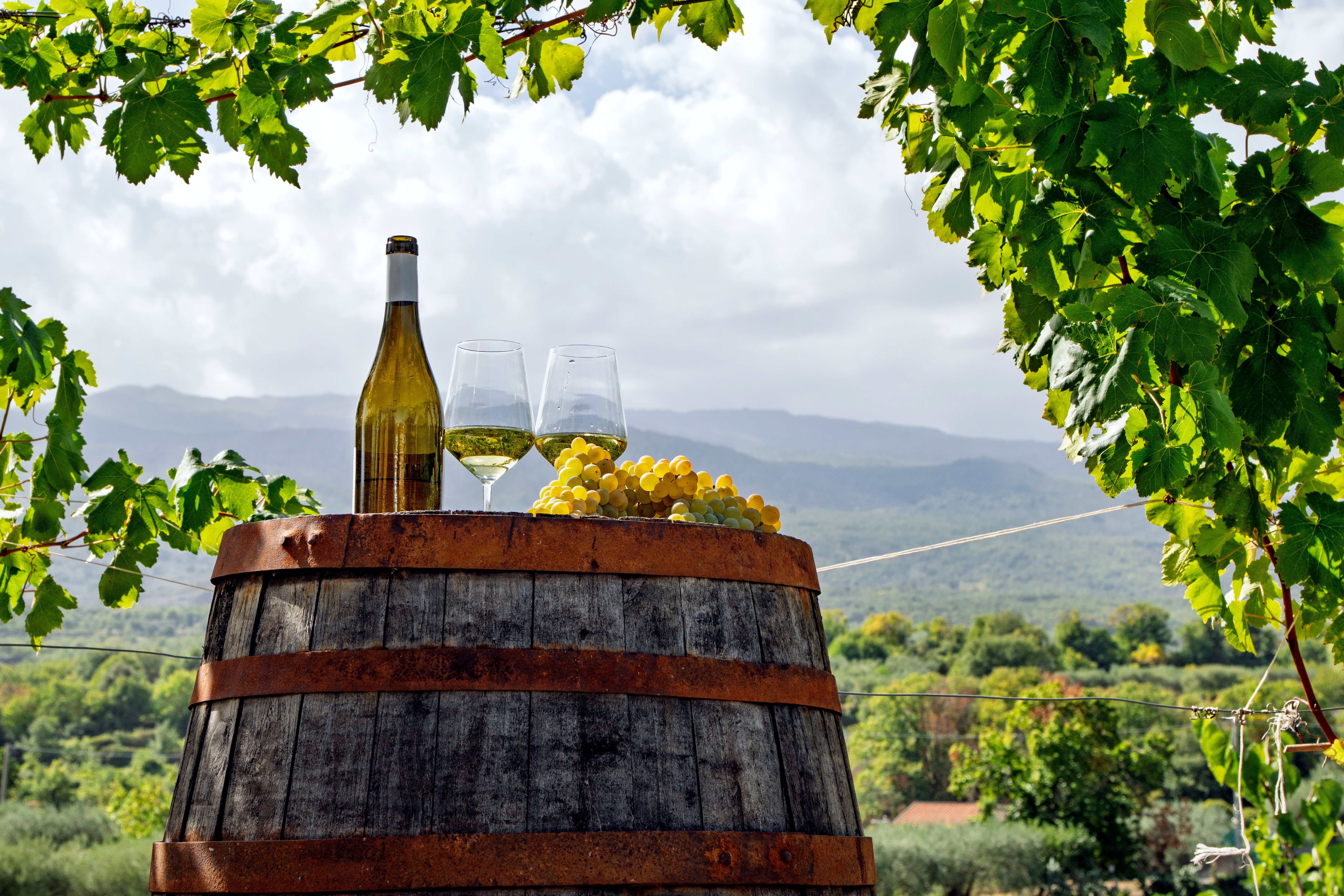 Vino francese: bottiglia, bicchieri e grappolo d’uva tra le vigne