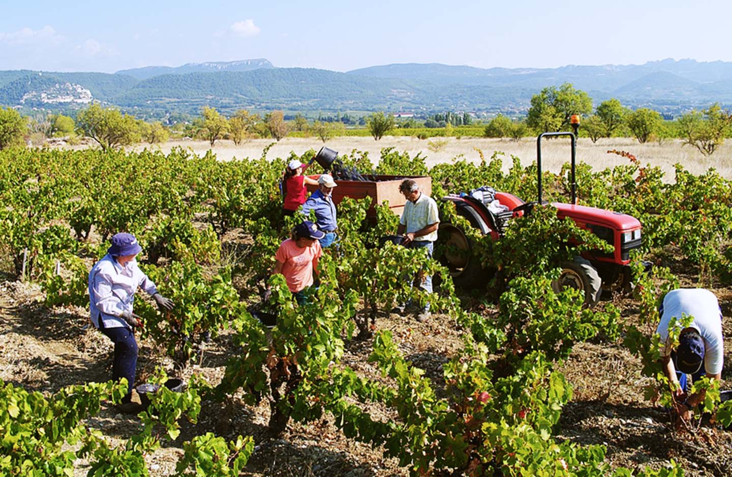 Vendemmia nei vigneti assolati della denominazione Rasteau