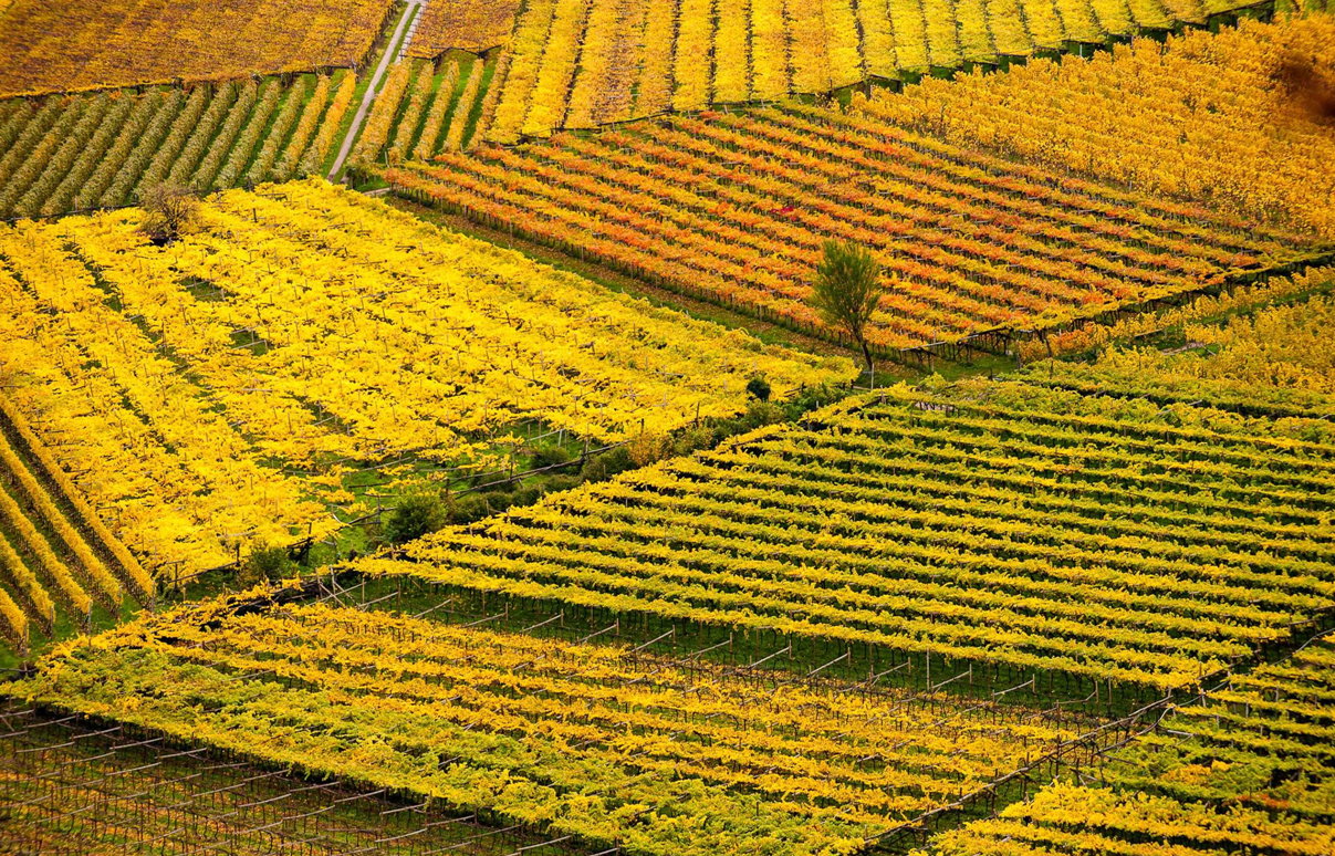 Vigneti autunnali dorati nella denominazione Lalande-de-Pomerol