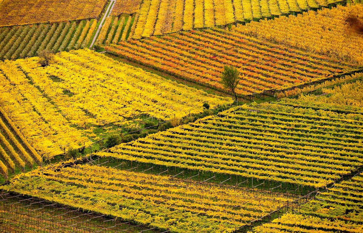 Vigneti autunnali dorati nella denominazione Lalande-de-Pomerol