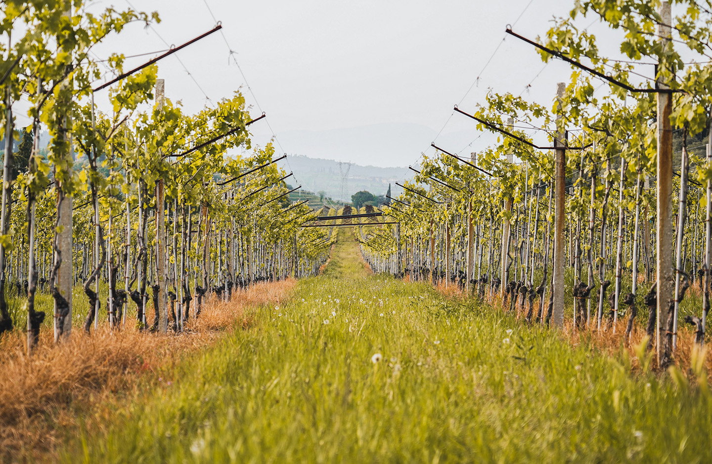 Vigneto di Pinot Grigio in primavera con filari ordinati, foglie verdi e panorama collinare italiano sullo sfondo