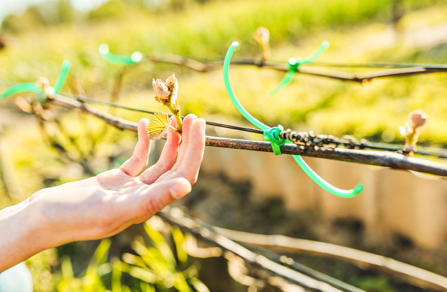 Primo piano di germoglio di vite curato a mano in un vigneto biologico, simbolo di agricoltura sostenibile.