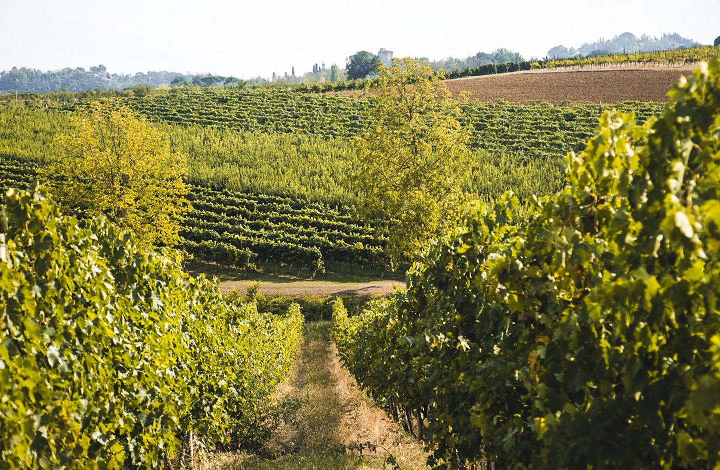 Cantina del Fuoco