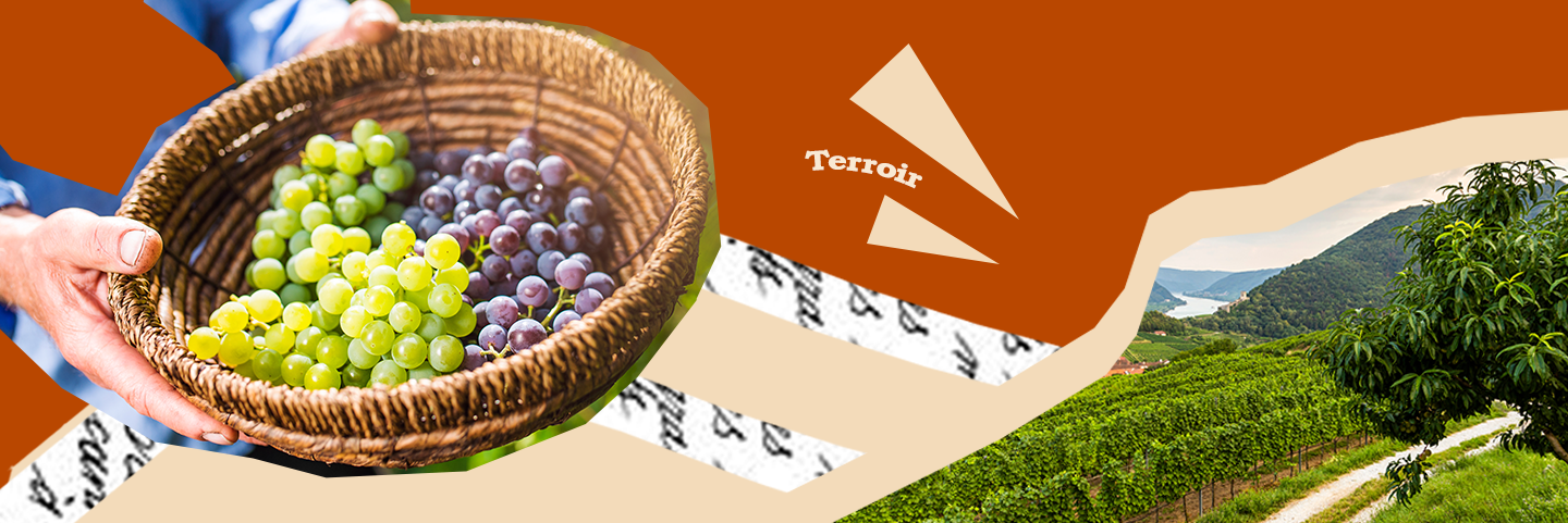 Banner descrittivo terroir
