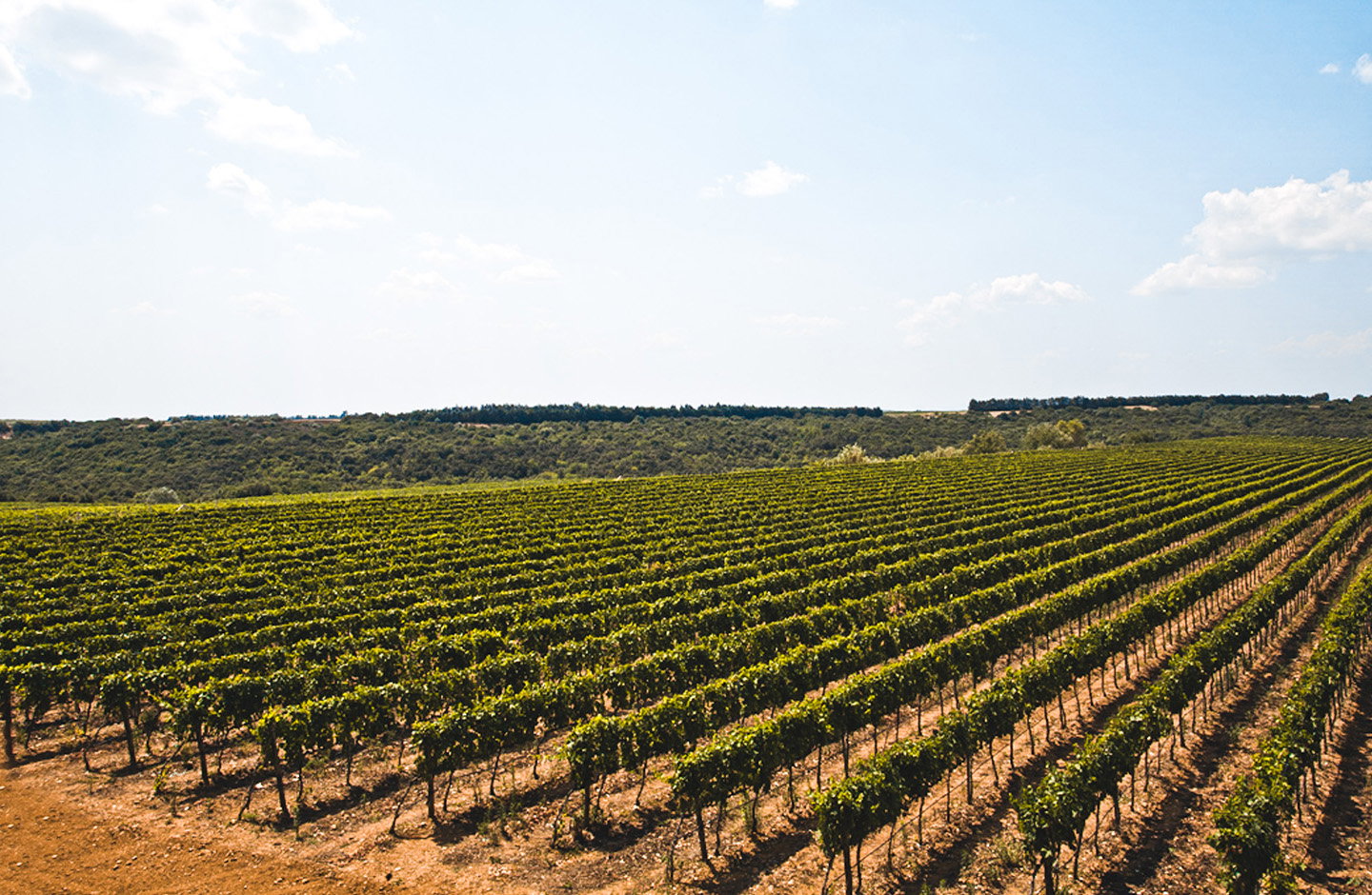 Vigneti ordinati della DOC Matera tra le colline della Basilicata