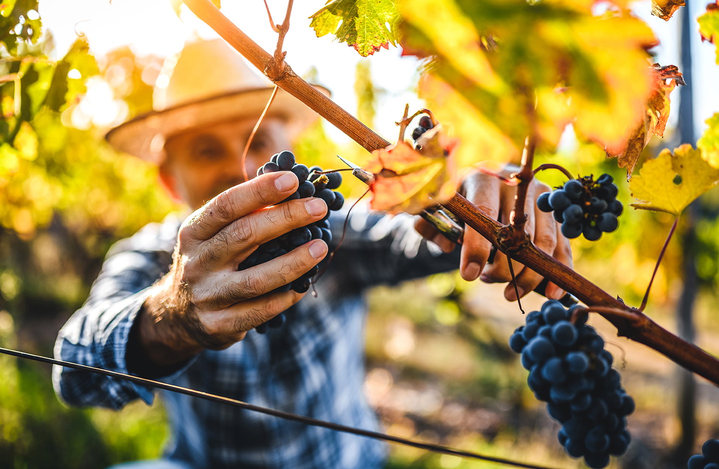 Raccolta di uva nera durante la vendemmia in Italia