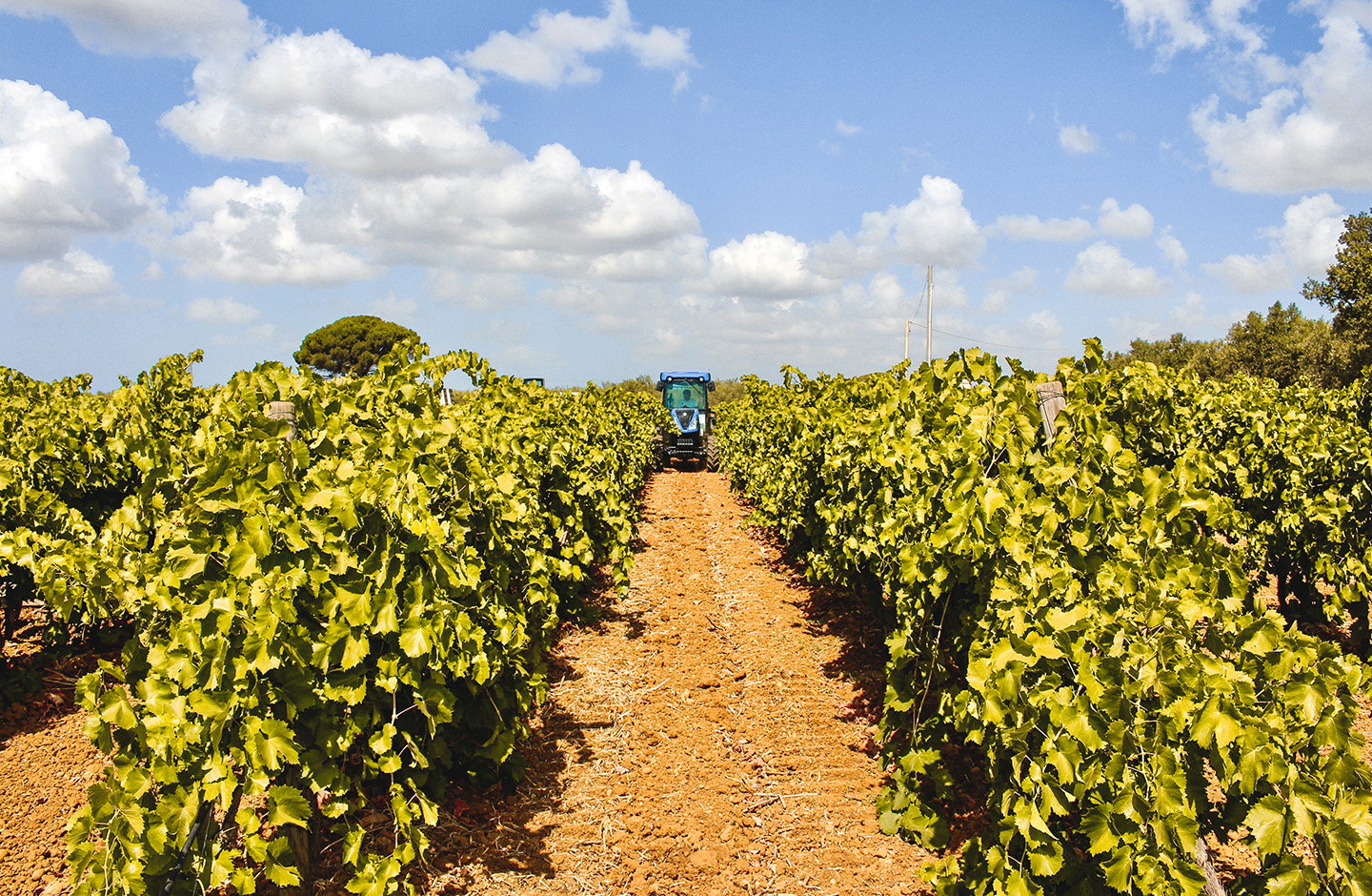 Trattore tra i filari di vigneto Grillo in Sicilia