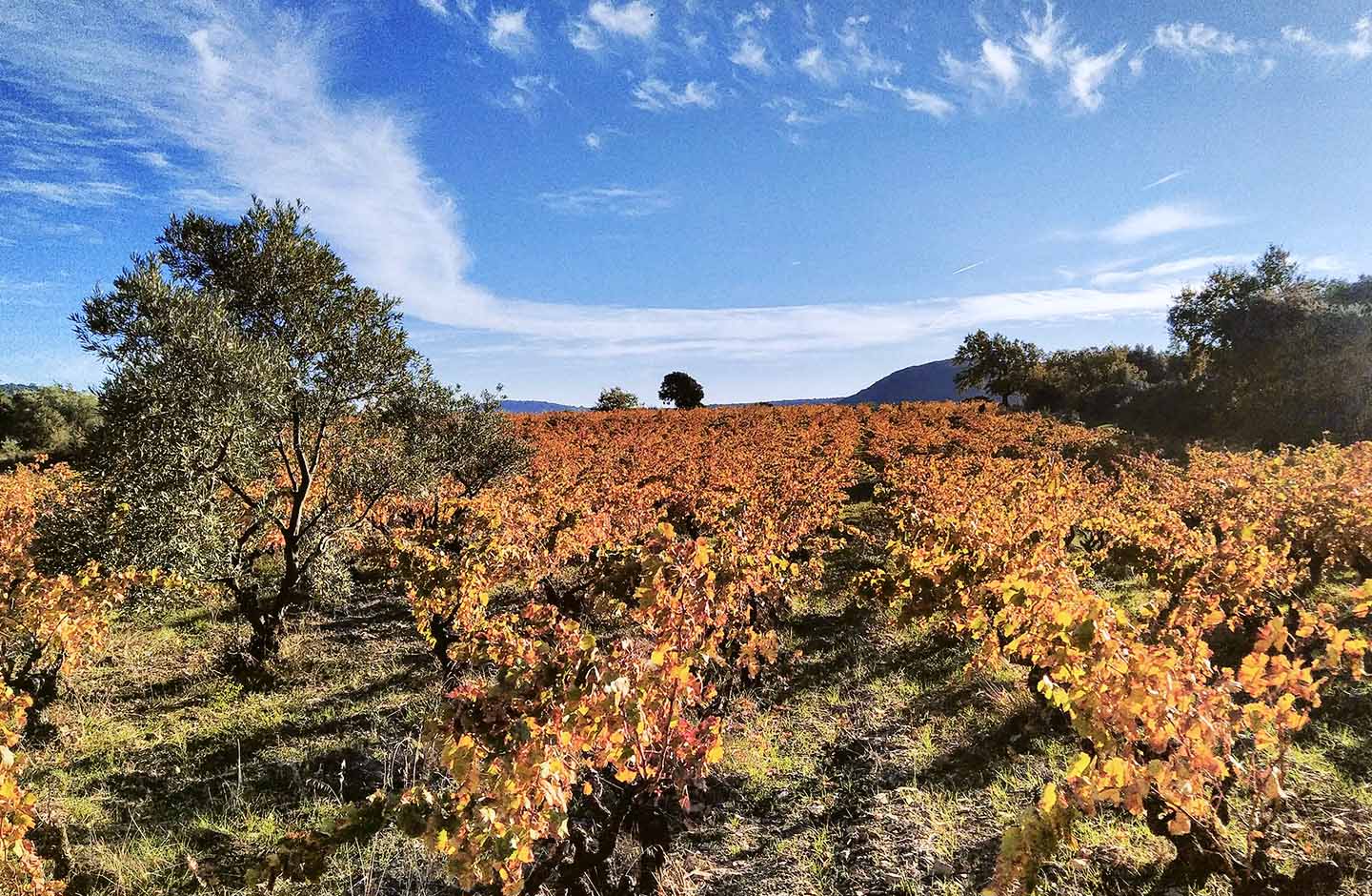 Vigneti autunnali nella denominazione Terrasses du Larzac AOP