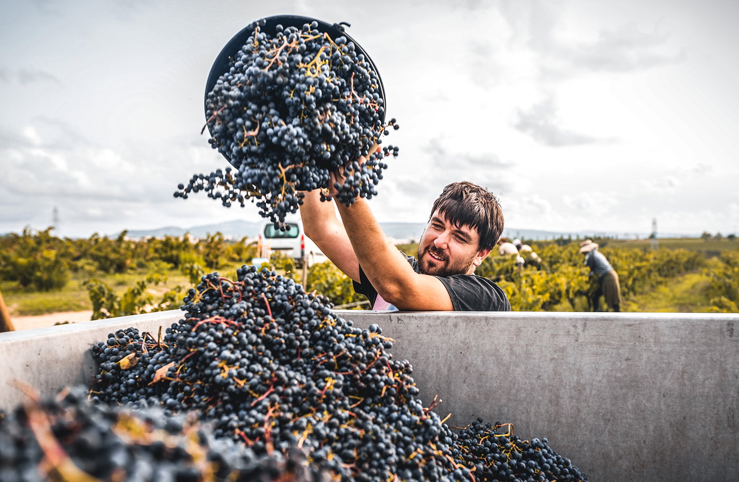 Vendemmia di uva Schiava con raccolta manuale nei vigneti, tradizione vitivinicola italiana