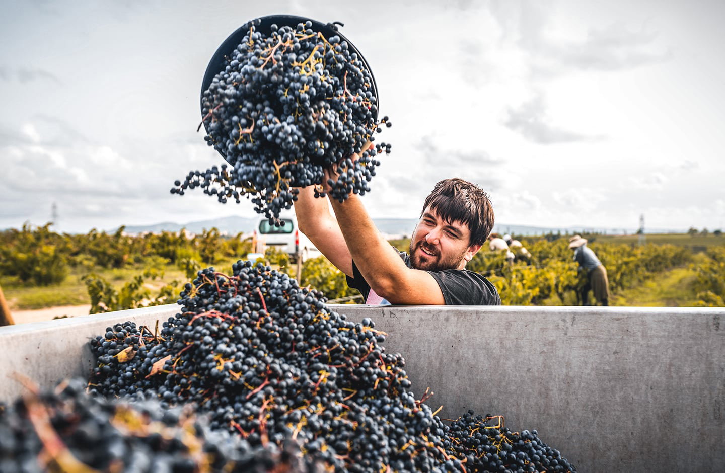 Vendemmia di uva Schiava con raccolta manuale nei vigneti, tradizione vitivinicola italiana