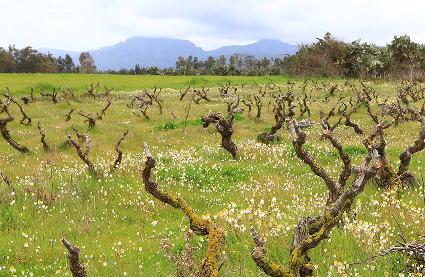 Quartomoro di Sardegna