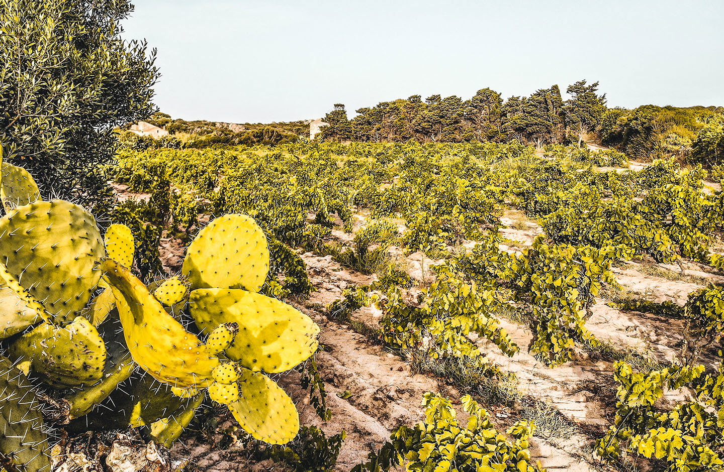 Vigneti ad alberello su sabbia in Sardegna tra fichi d'india e macchia mediterranea