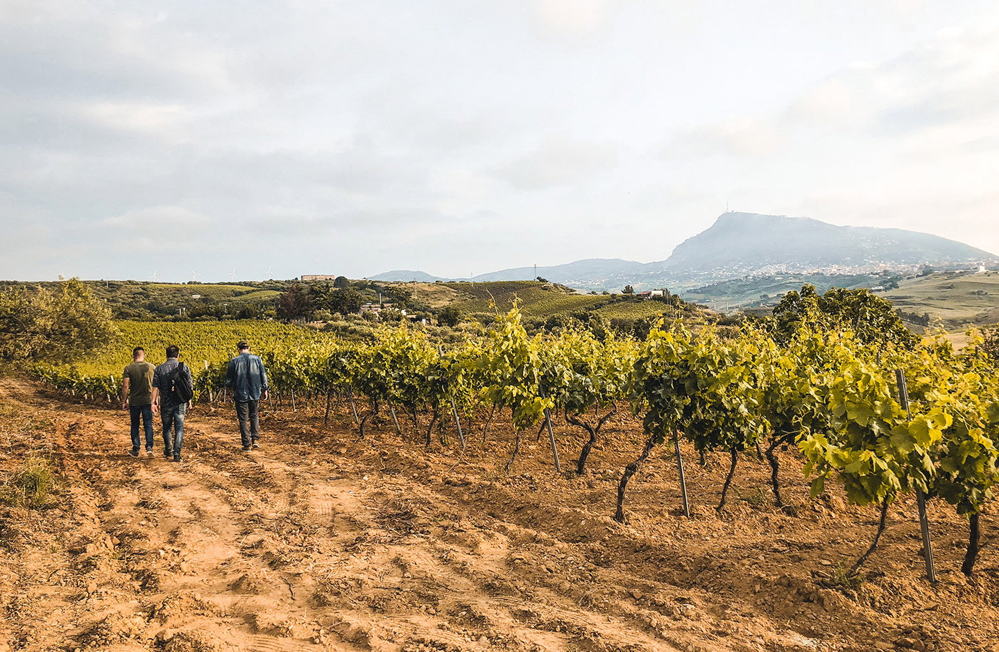 Vigneti di Catarratto in Sicilia con persone tra i filari