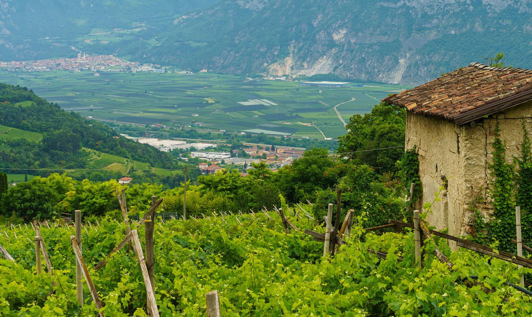 Vigneti e colline verdi in Valle d’Aosta, regione vinicola italiana di montagna