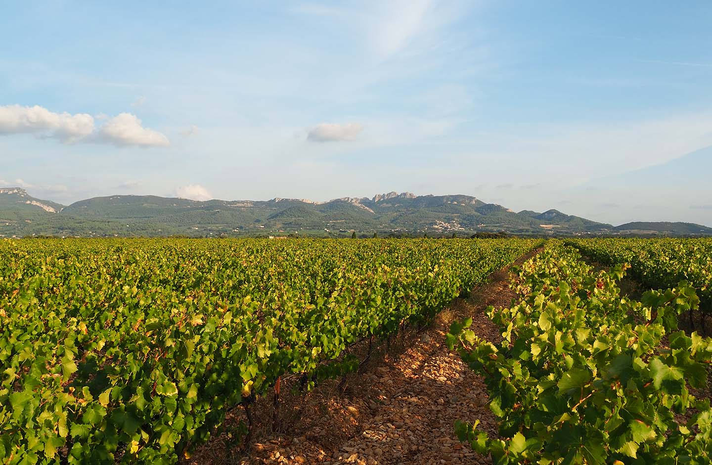 Vigneti della Valle del Rodano ai piedi delle montagne, panorama tipico delle regioni vinicole francesi