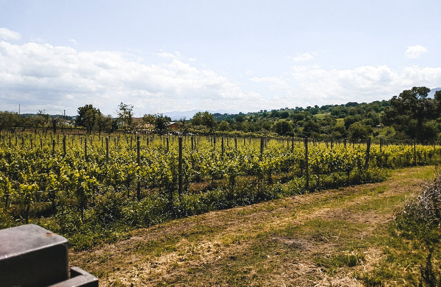 Vigneti della Campania in primavera