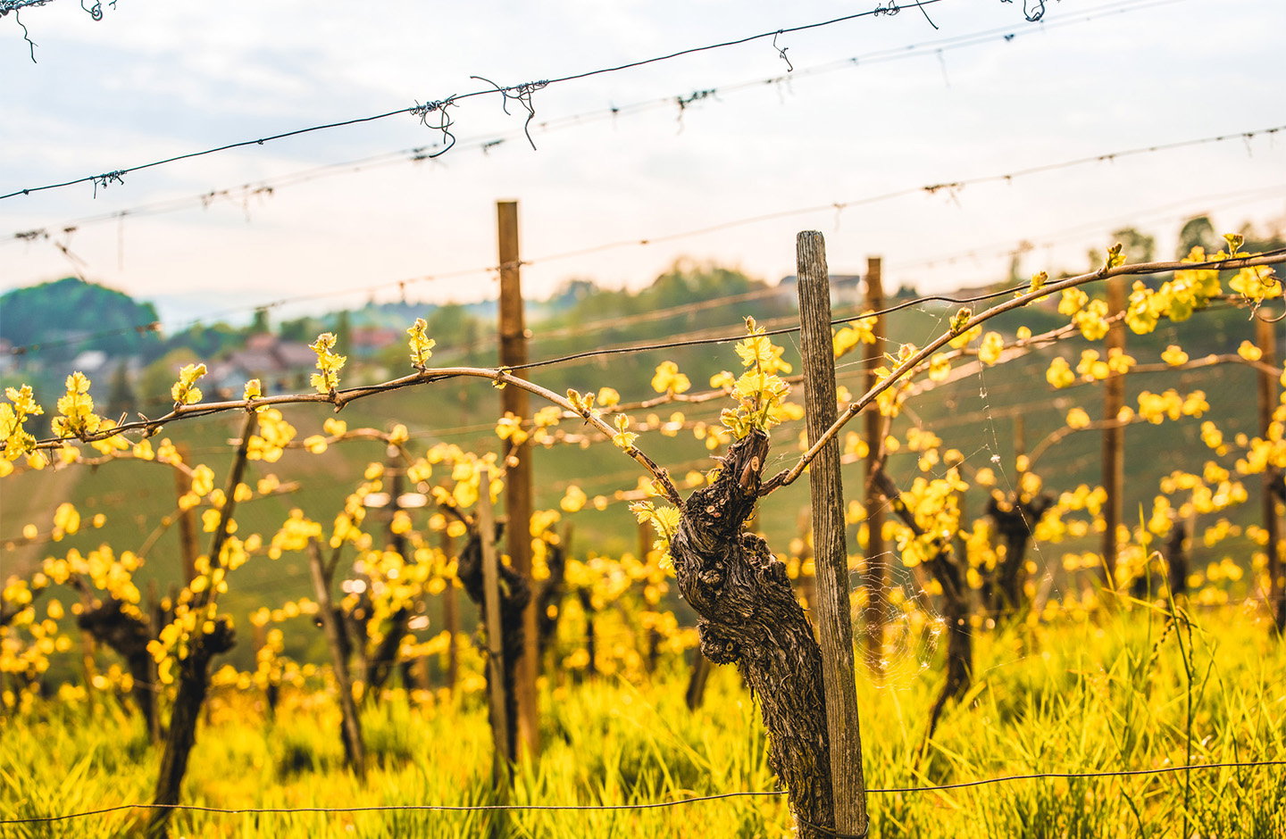 Germogli di vite nei vigneti del Fiano di Avellino DOCG