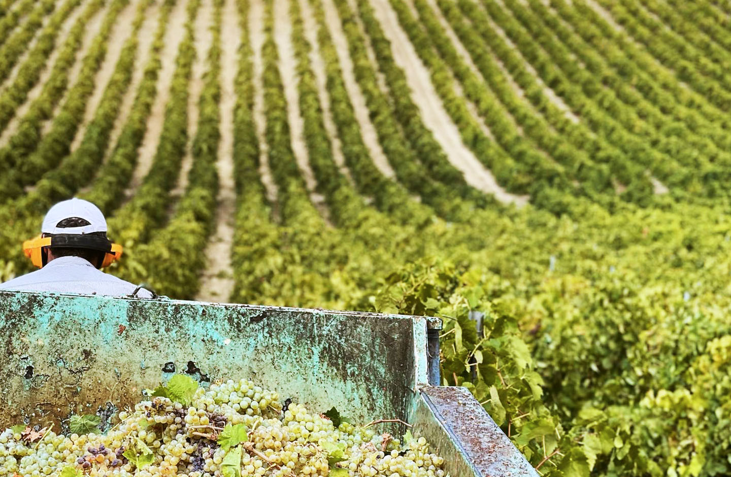 Flavia Rebellious Wines