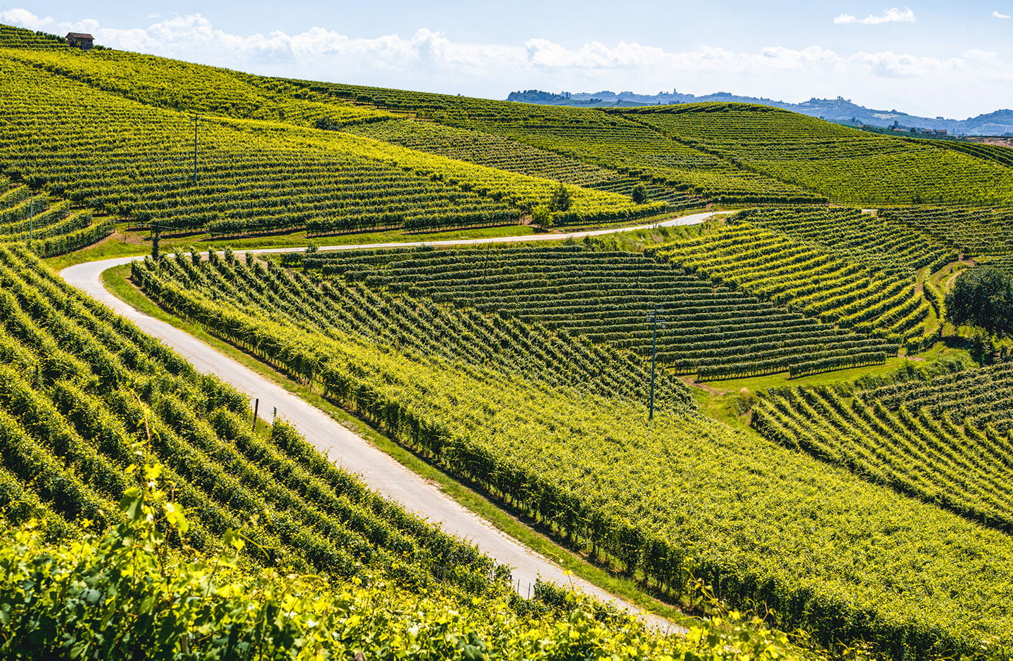 Vigne Mastrodomenico