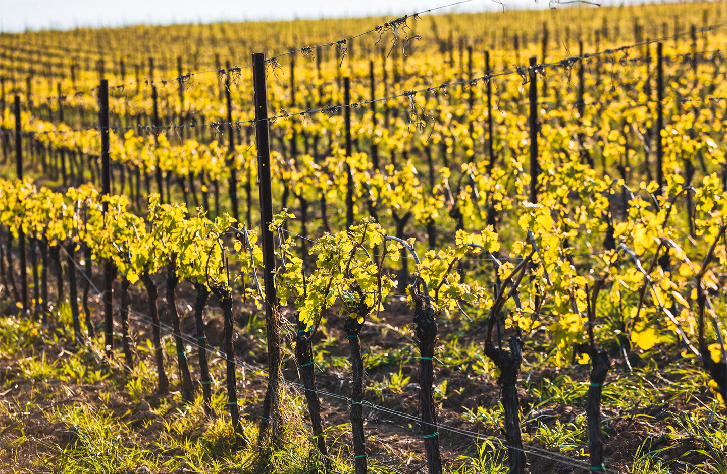 Vigneti di Falanghina in primavera
