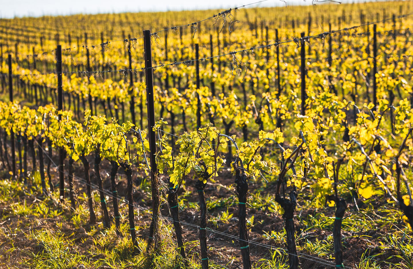 Vigneti di Falanghina in primavera