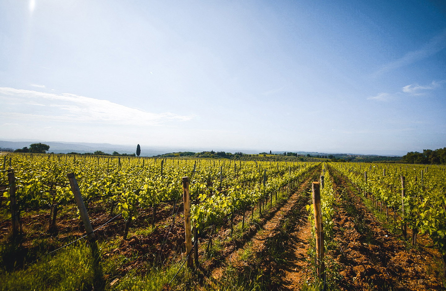 Vigneti del Chianti in Toscana