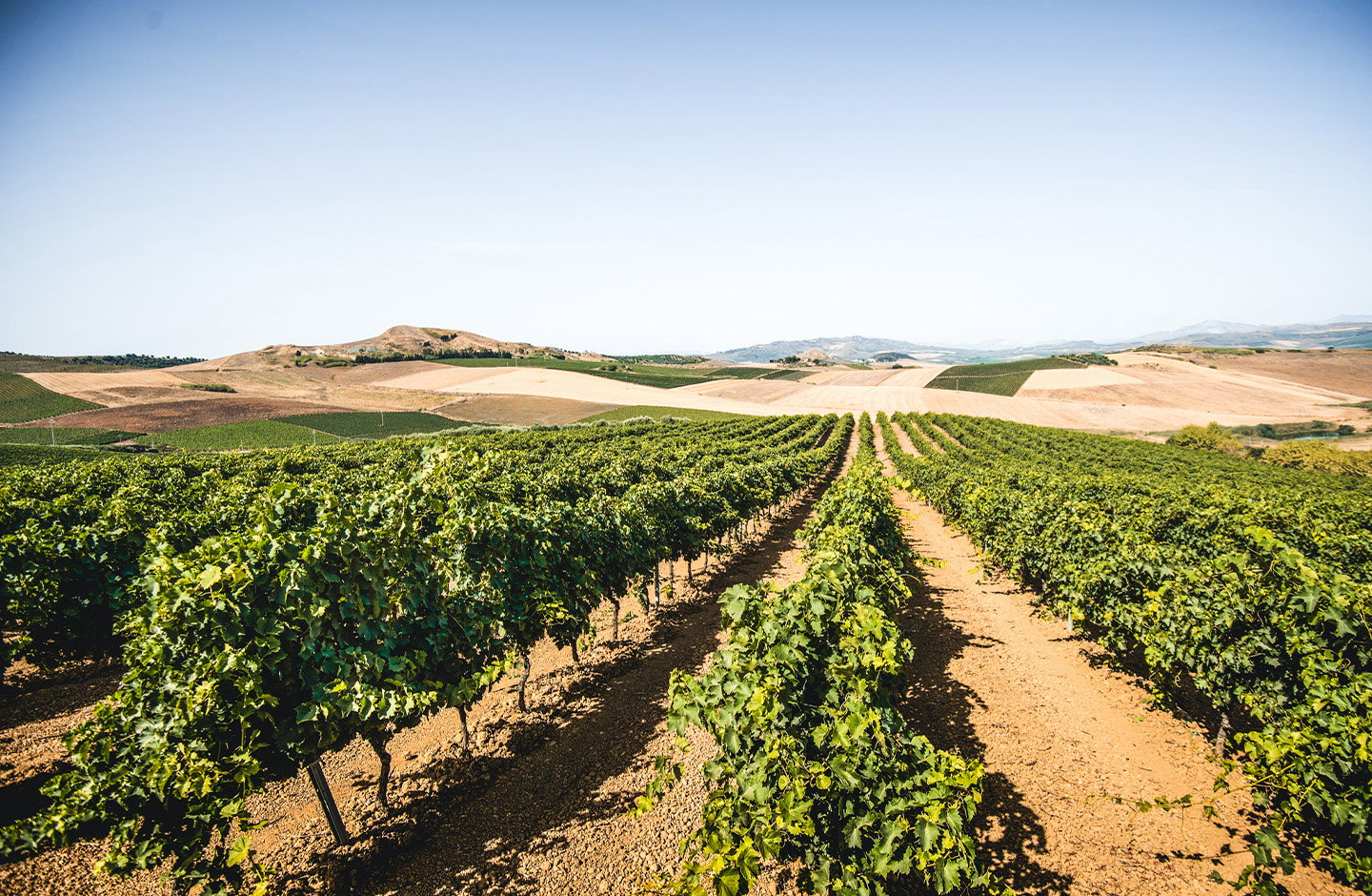 Vigneti italiani tra colline e campi coltivati, panorama tipico delle regioni vinicole d’Italia