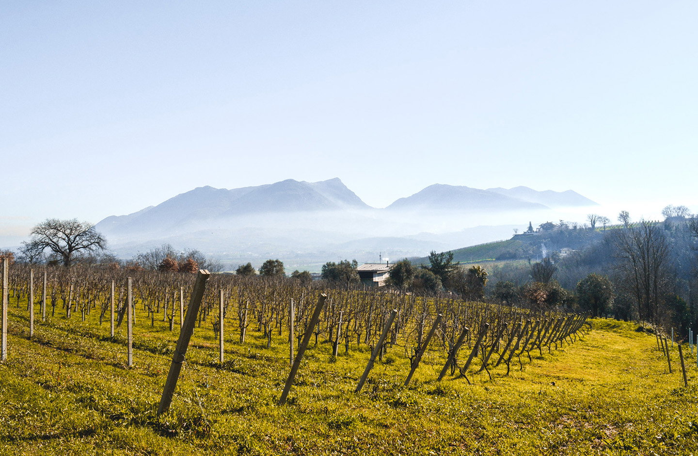 Vigneti potati a riposo in inverno nelle Terre del Volturno IGT
