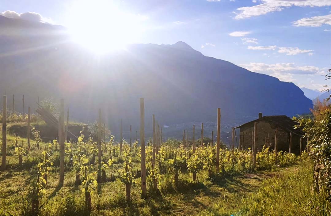 Altaluce Vini di Montagna