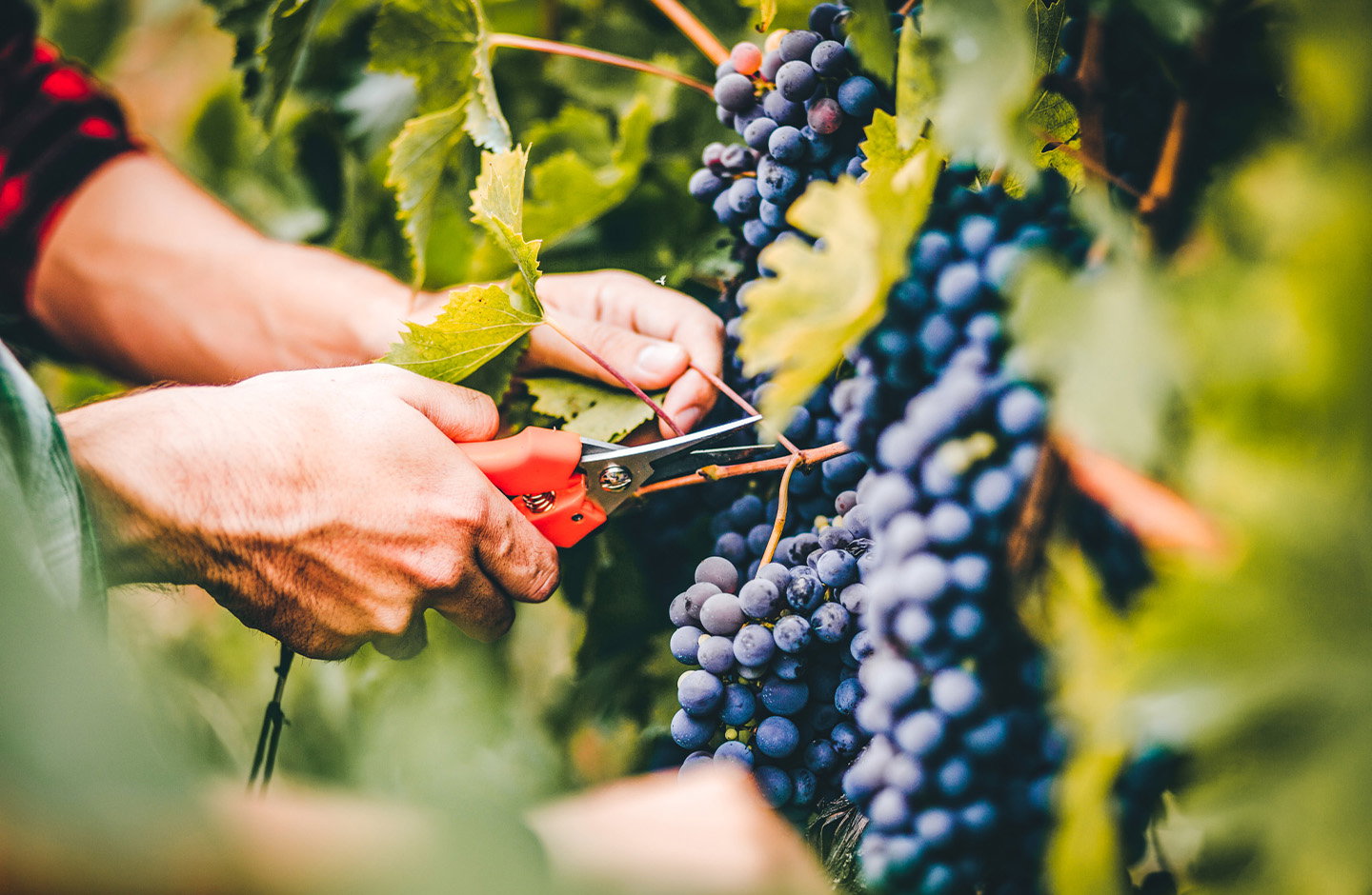 Raccolta manuale di uva Sagrantino con forbici da vendemmia, dettaglio sui grappoli nei vigneti dell’Umbria