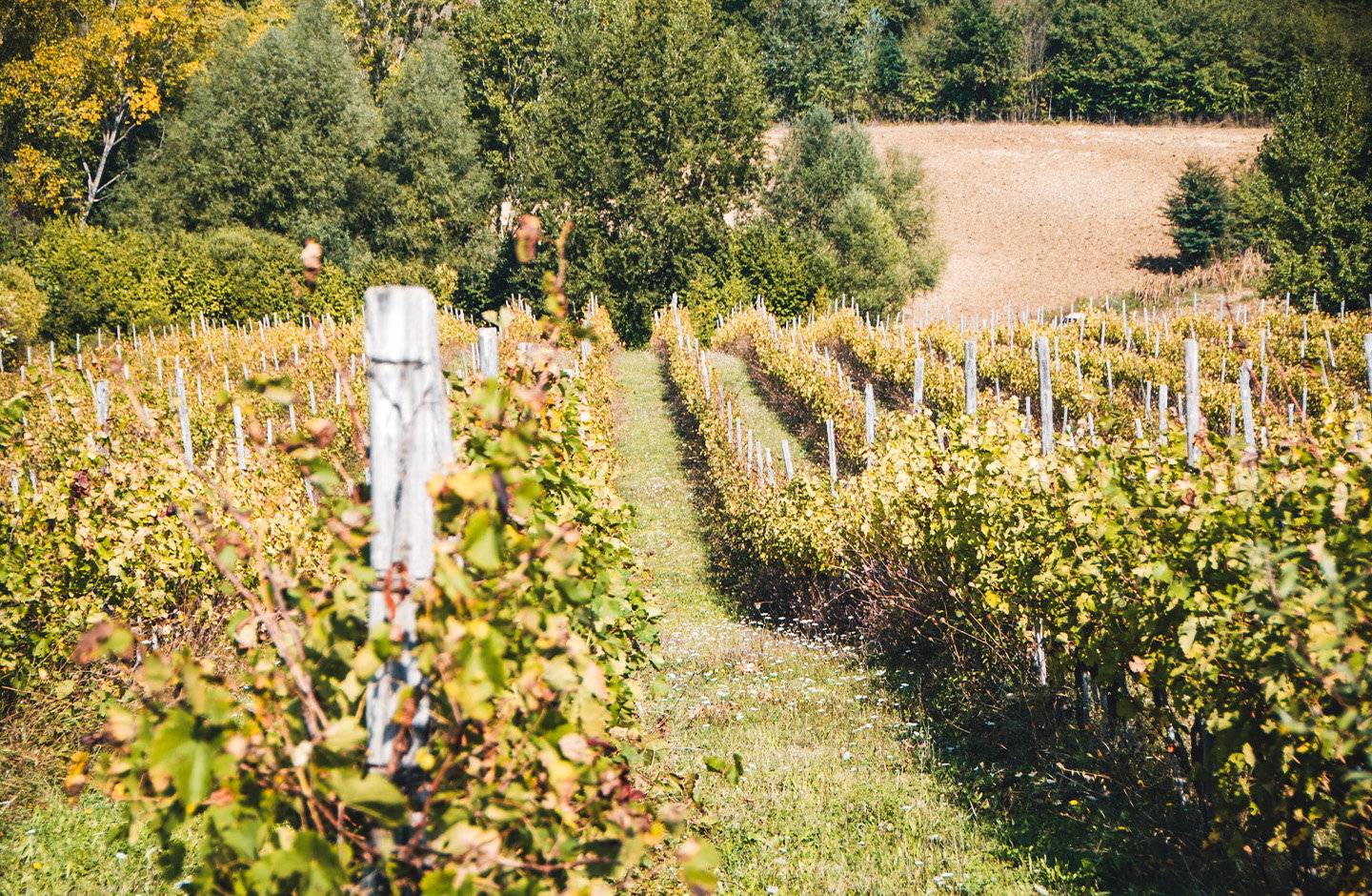 Tenuta Cervelli