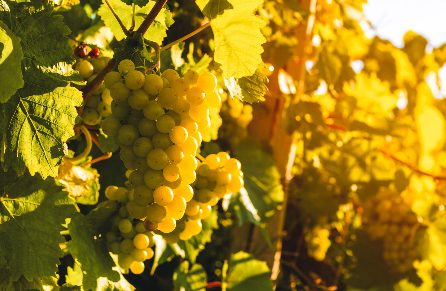 Grappolo di uva Verdeca nelle vigne pugliesi illuminato dal sole