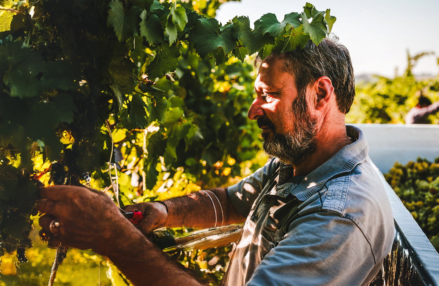 San Luciano Vini di Toscana