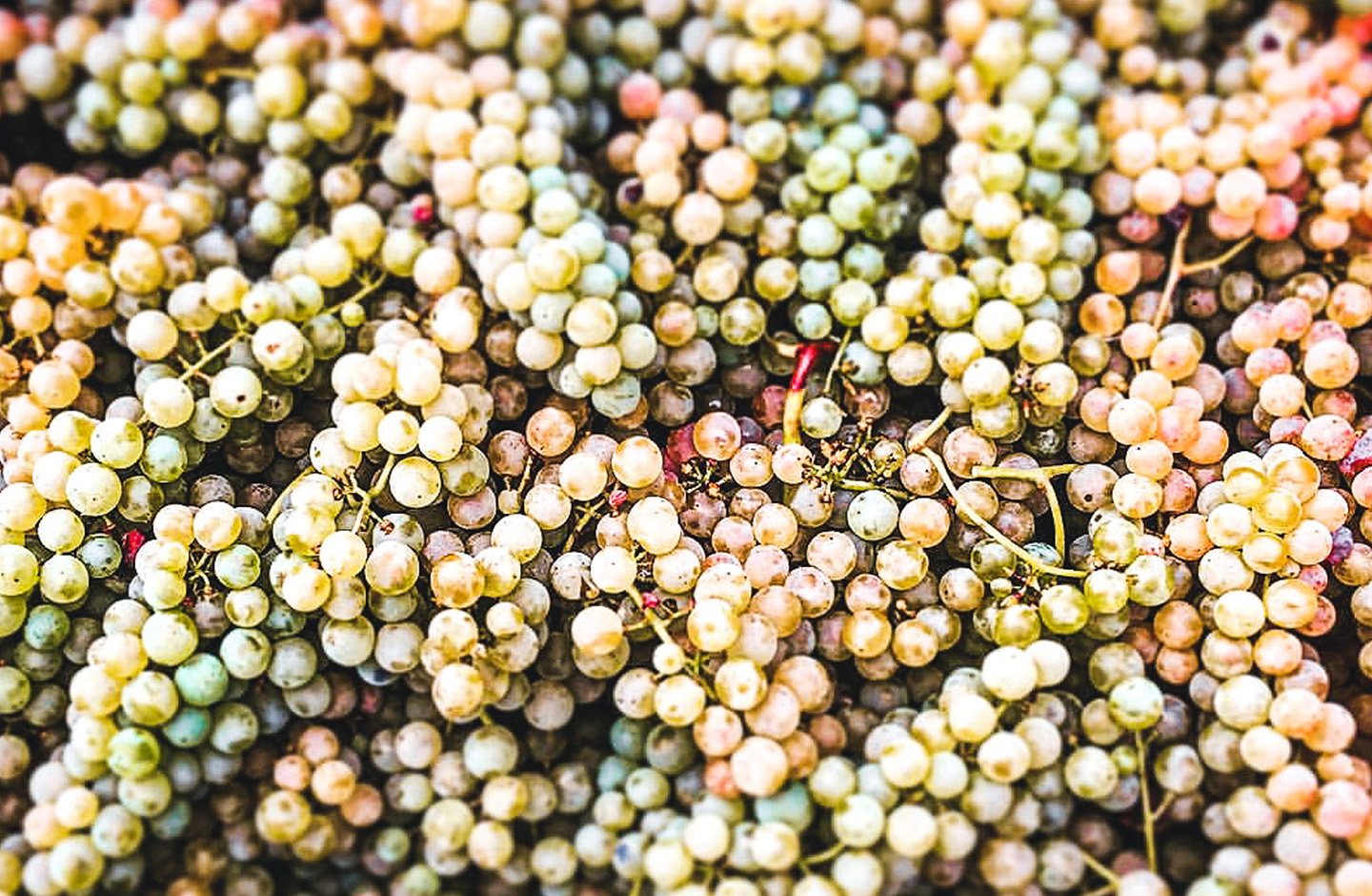 Grappoli di uva Passerina appena raccolti, dettagli di acini gialli e dorati per la produzione di vino bianco.