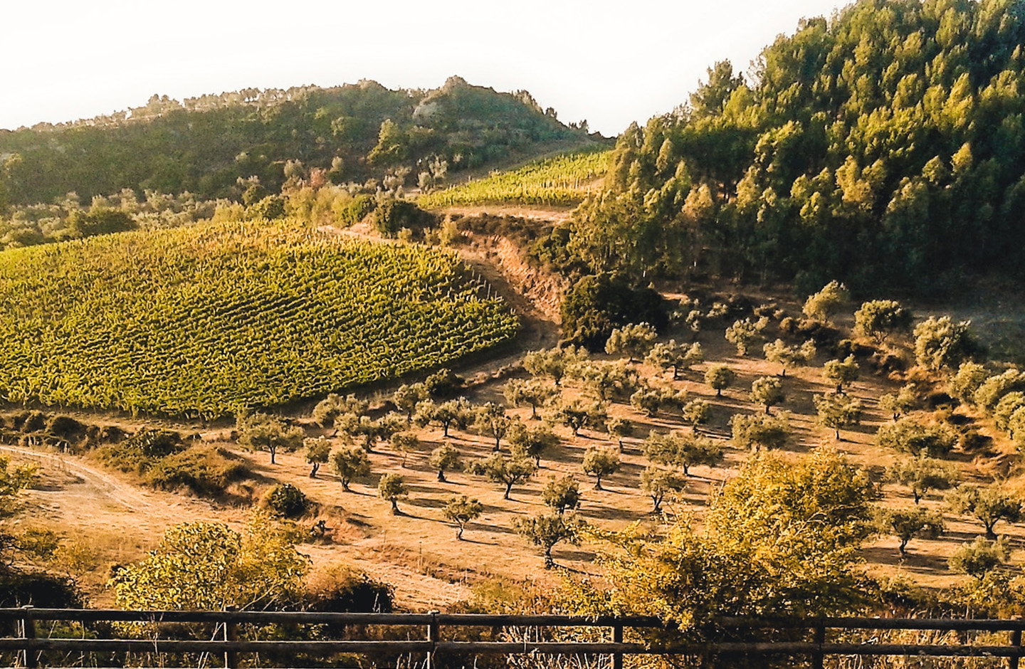 Vigneti delle colline sarde della denominazione Isola dei Nuraghi IGT