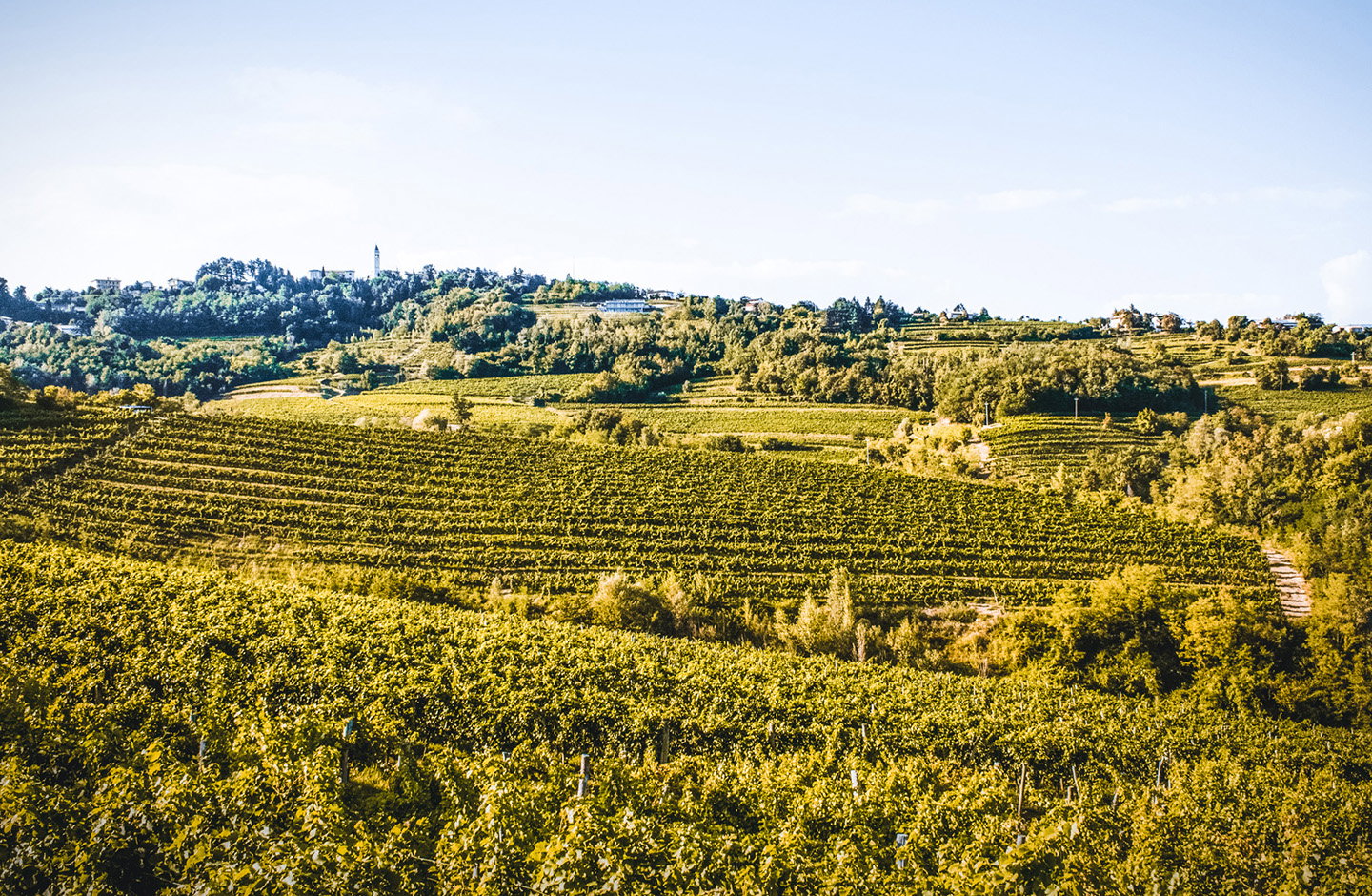 Vigneti collinari del Friuli per la produzione di vino Friulano DOC