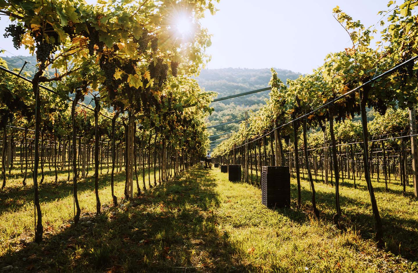 Vigneto della Valpolicella con impianto a pergola tra le colline venete