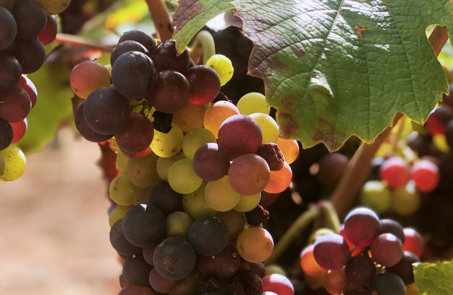Grappolo di uva Beaujolais, maturazione tra foglie verdi