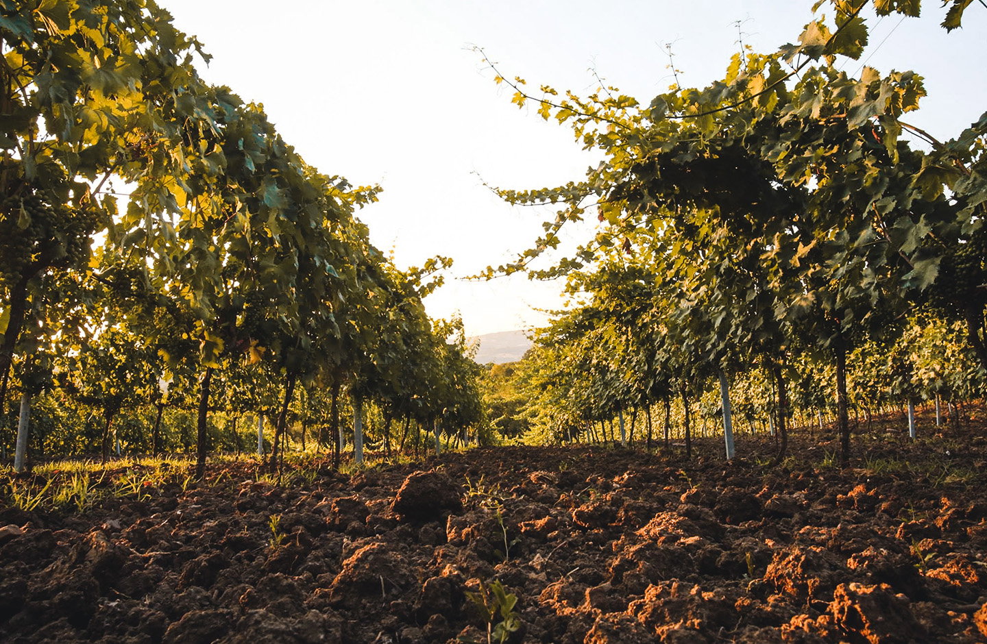 Vigneti del Molise al tramonto, filari ordinati illuminati dalla luce calda della sera.