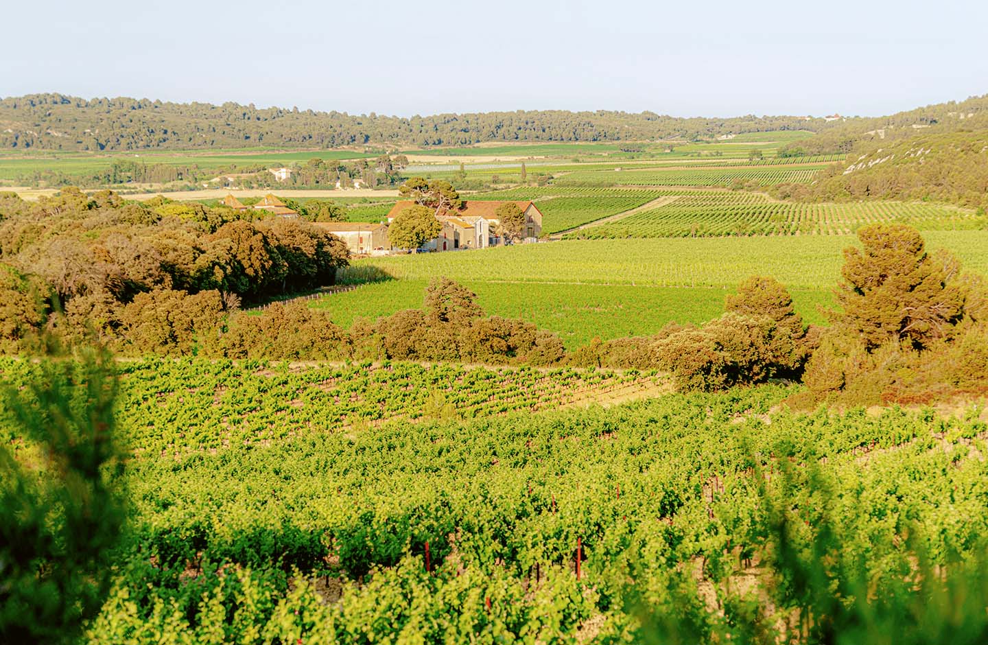 Vigneti soleggiati e tenute rurali nella denominazione La Clape