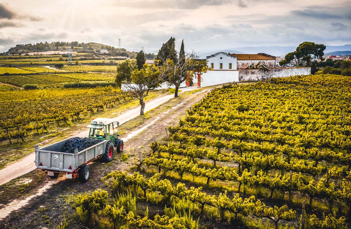 Estasi Vini