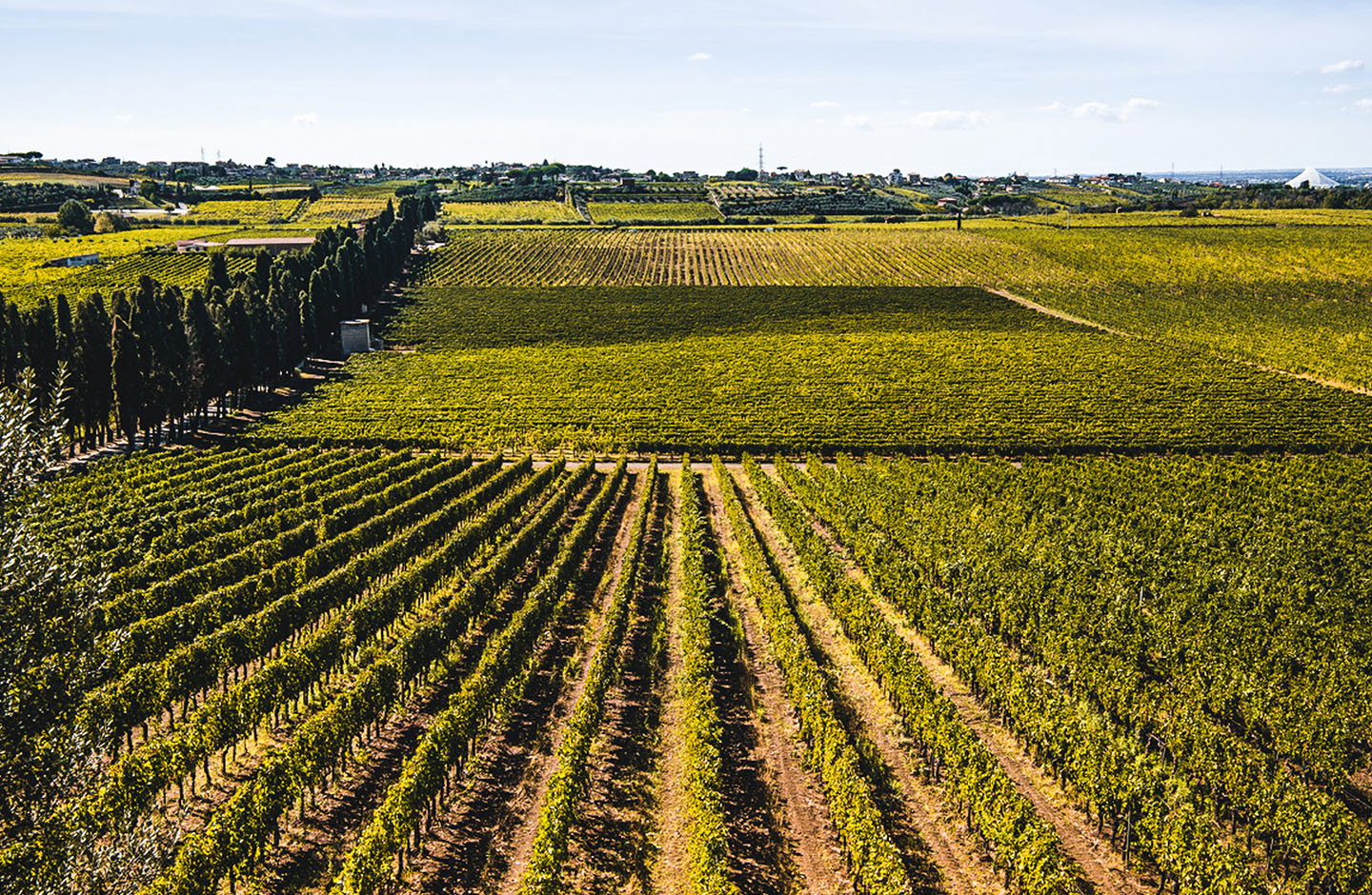 Filari di vigneti a Frascati, zona di produzione vino Frascati DOC