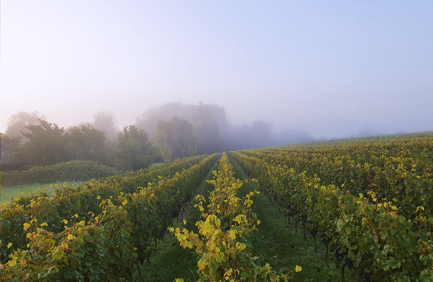 Vigneti immersi nella nebbia mattutina a Bourgueil, nella Valle della Loira, terra di vini rossi da Cabernet Franc