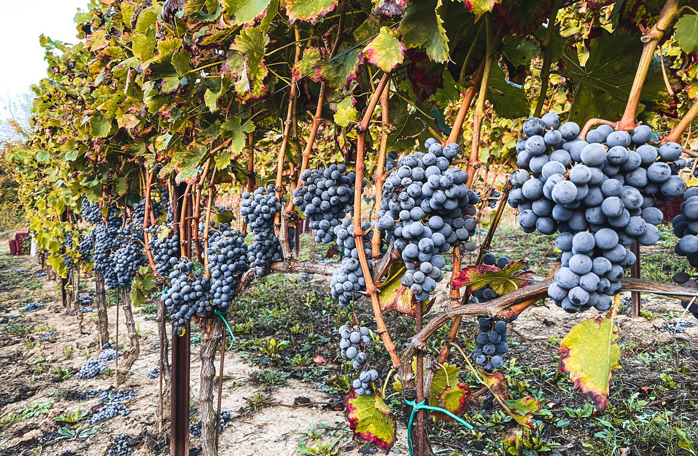 Grappoli di uva nera nei vigneti della Liguria per la produzione di vini rossi liguri