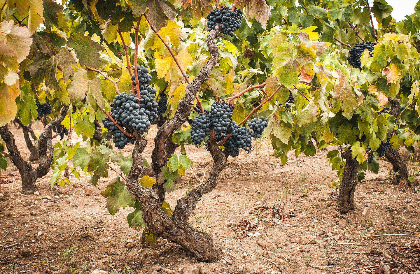 Grappoli di uva nera su viti ad alberello nei vigneti pugliesi, base per la produzione di vini rosé di Puglia