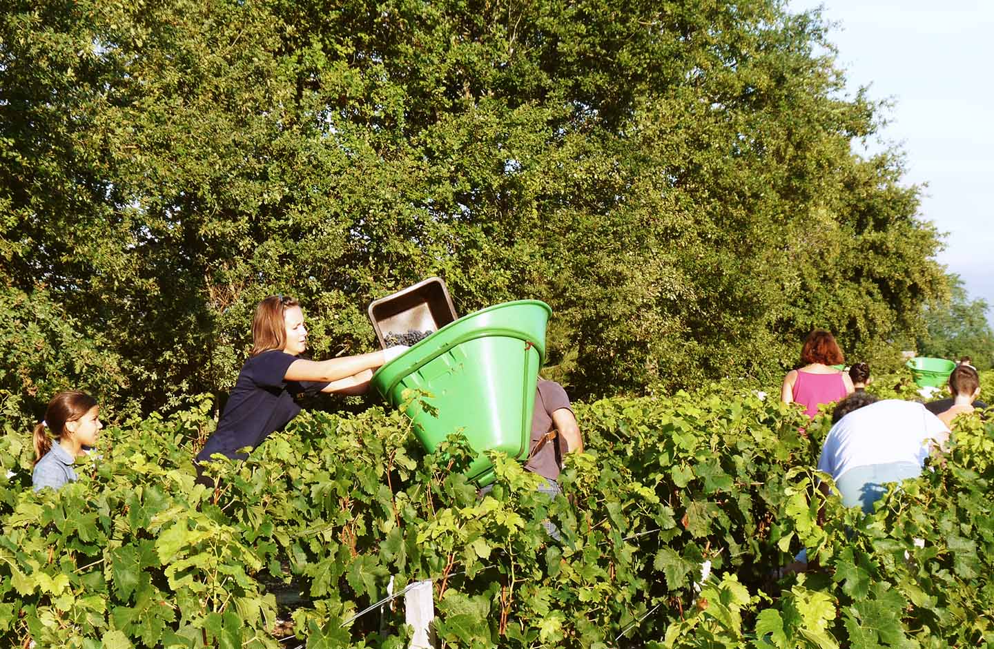 Vendemmia manuale tra i filari dell’Haut-Médoc