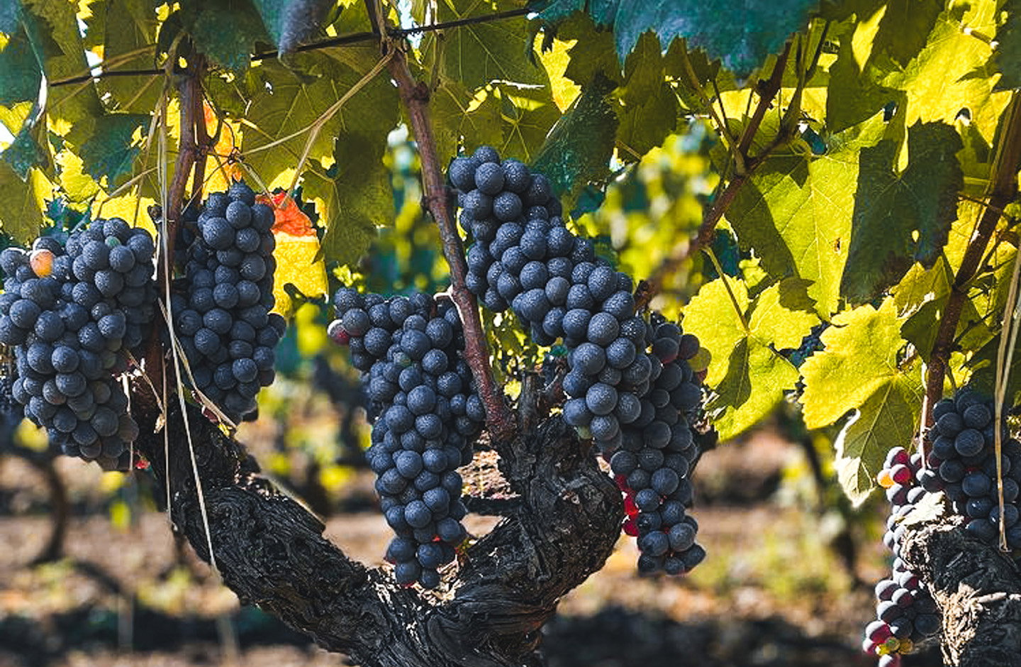 Grappoli di uva Negroamaro maturi sulla pianta, vigneto pugliese illuminato dal sole.
